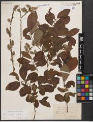 Foto von Salix cinerea L.